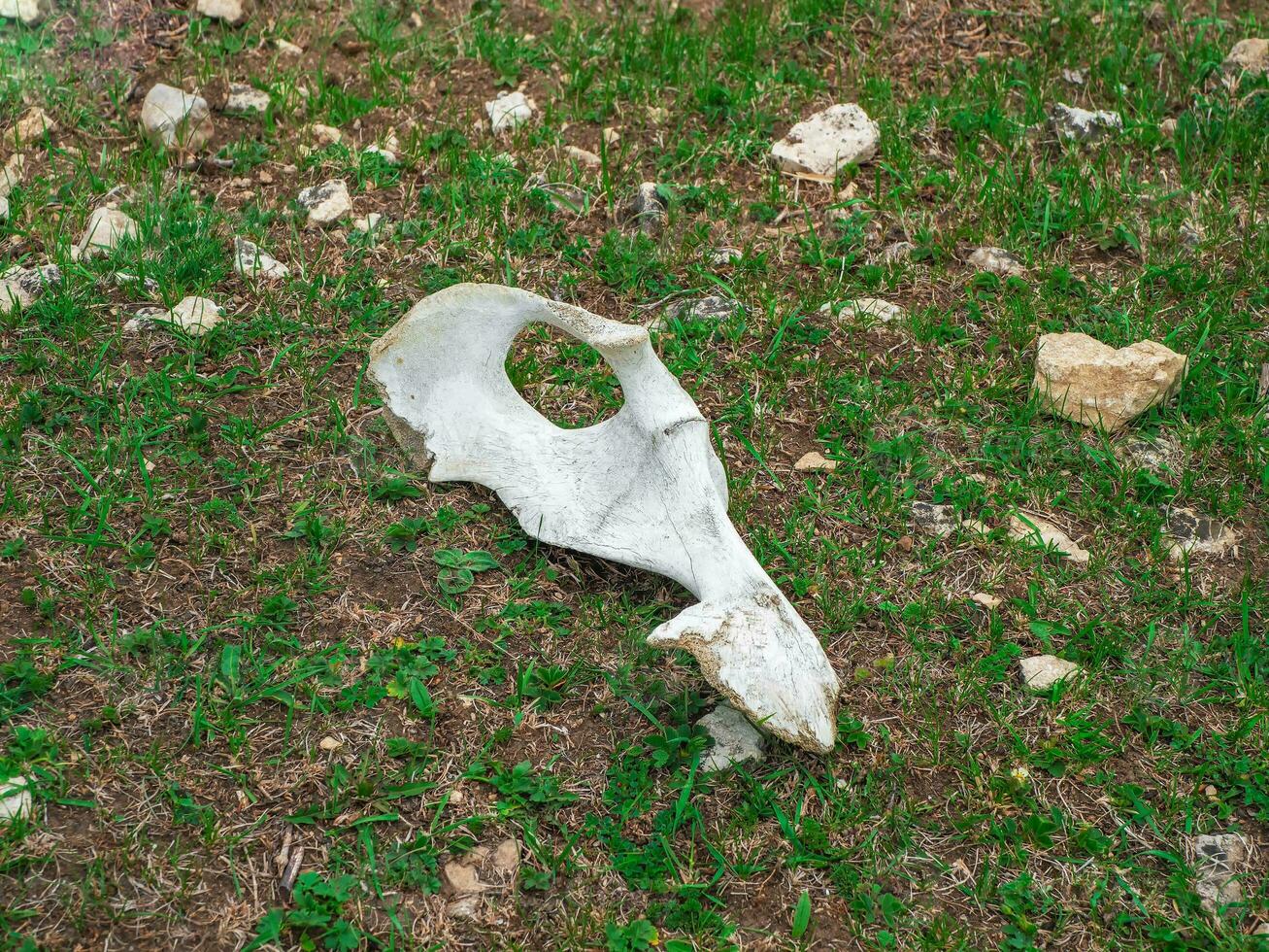 Cow skull on the green lawn close up. Ghost town, bad feeling, choice of path concept. photo