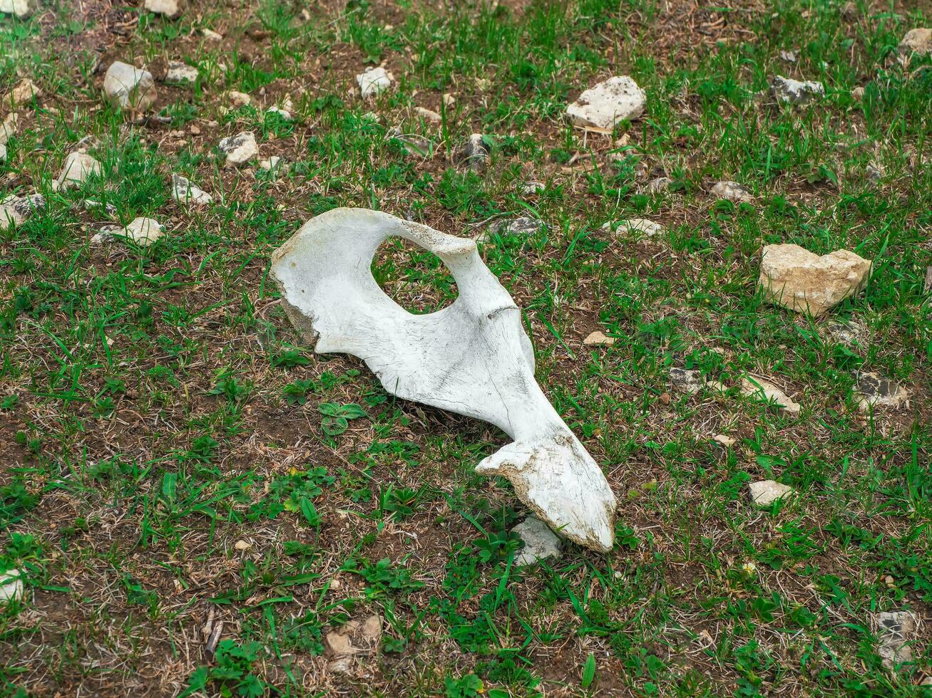 vaca cráneo en el verde césped cerca arriba. fantasma ciudad, malo sentimiento, elección de camino concepto. foto