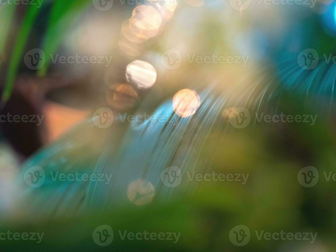 Fresh healthy green background with abstract blurred foliage and bright summer sunlight. Central copyspace for your text. photo