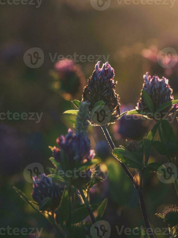 ABeautiful abstract summer natural background with a clover flowers in the sunset. Soft focus photo