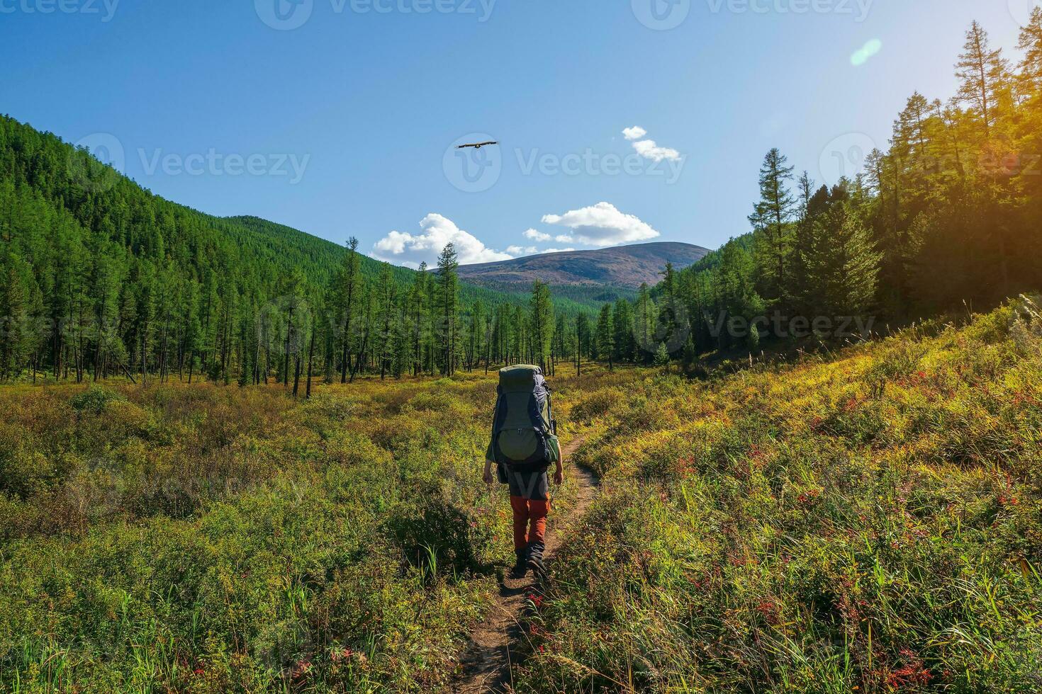 Alpine trekking, climbing through a green meadow with various grasses through a high-altitude coniferous forest. Solo trekking with a large backpack. photo