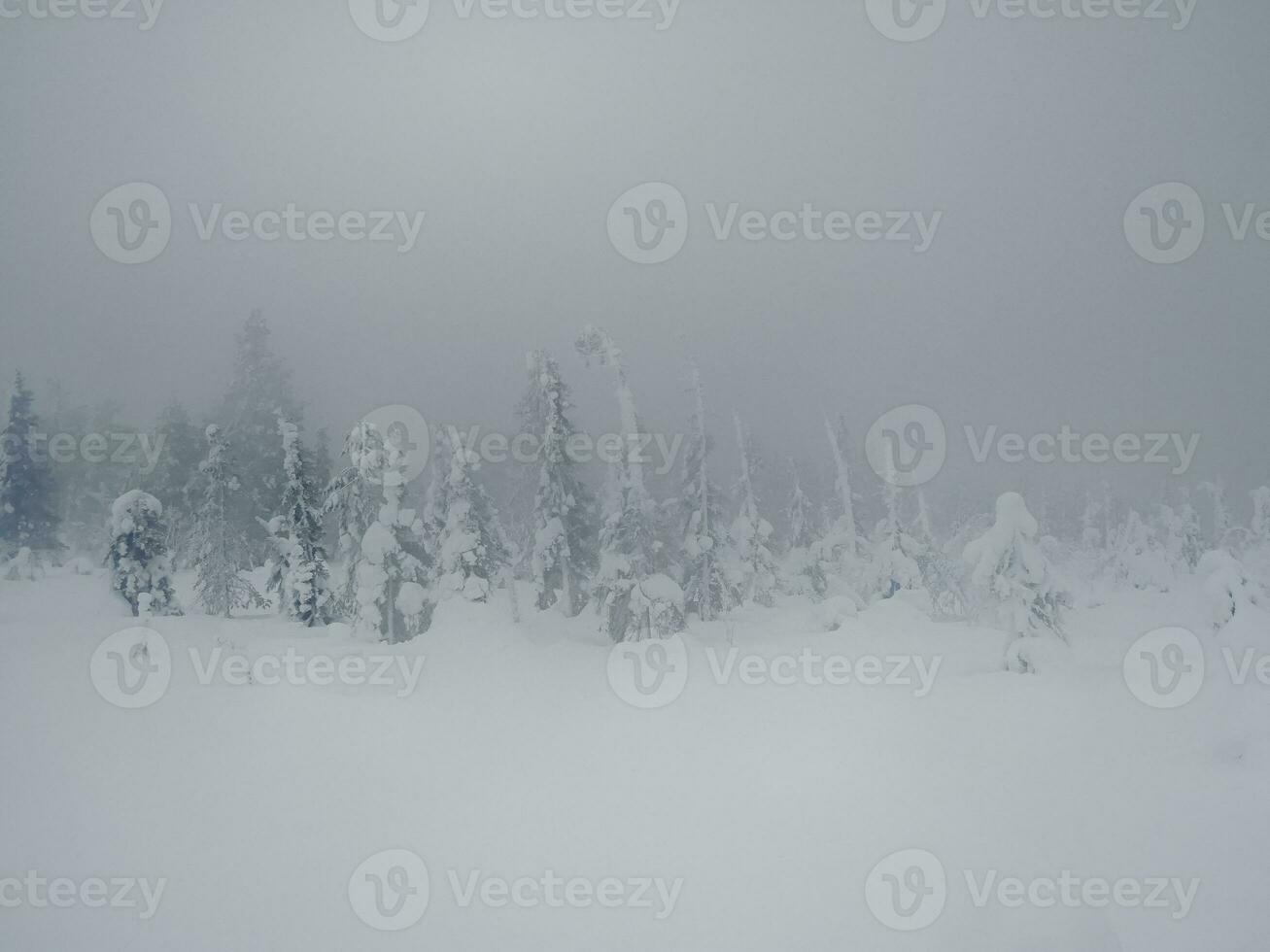 Fabulous winter spruce forest in a blizzard. The snow-covered trees are barely visible through the snow shroud. photo