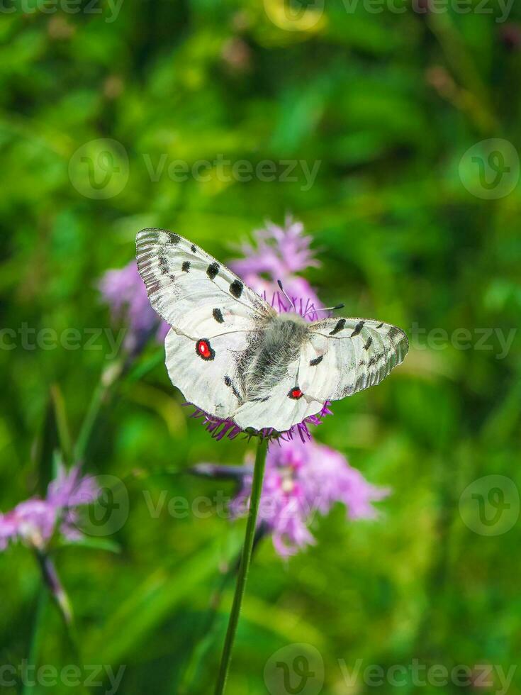 Beautiful Apollo Butterfly - Parnassius apollo, rests on a flower on a green grass background. Vertical view. photo