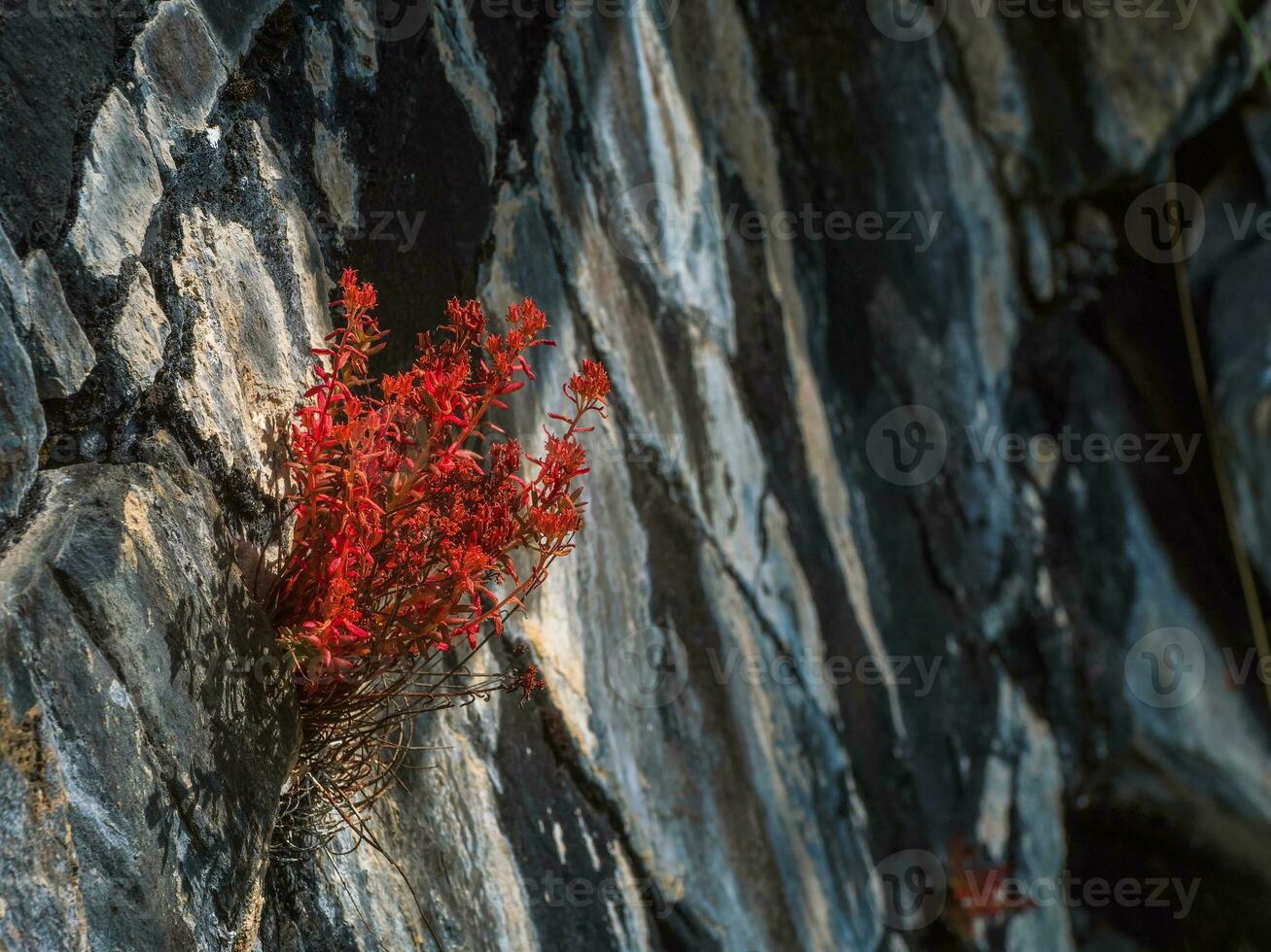 otoño rojo arbusto crece desde un grieta en el piedras el será a En Vivo concepto. cerca arriba, Copiar espacio. foto