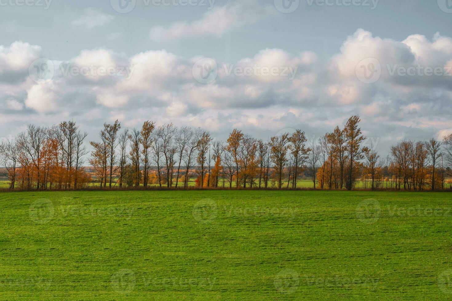 A straight line of trees in an autumn field. photo