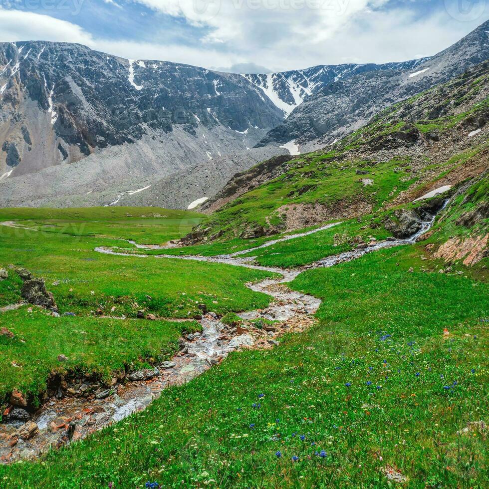 Eco-friendly green mountain highlands with a winding stream through green grass with flowering plants. Square view. photo
