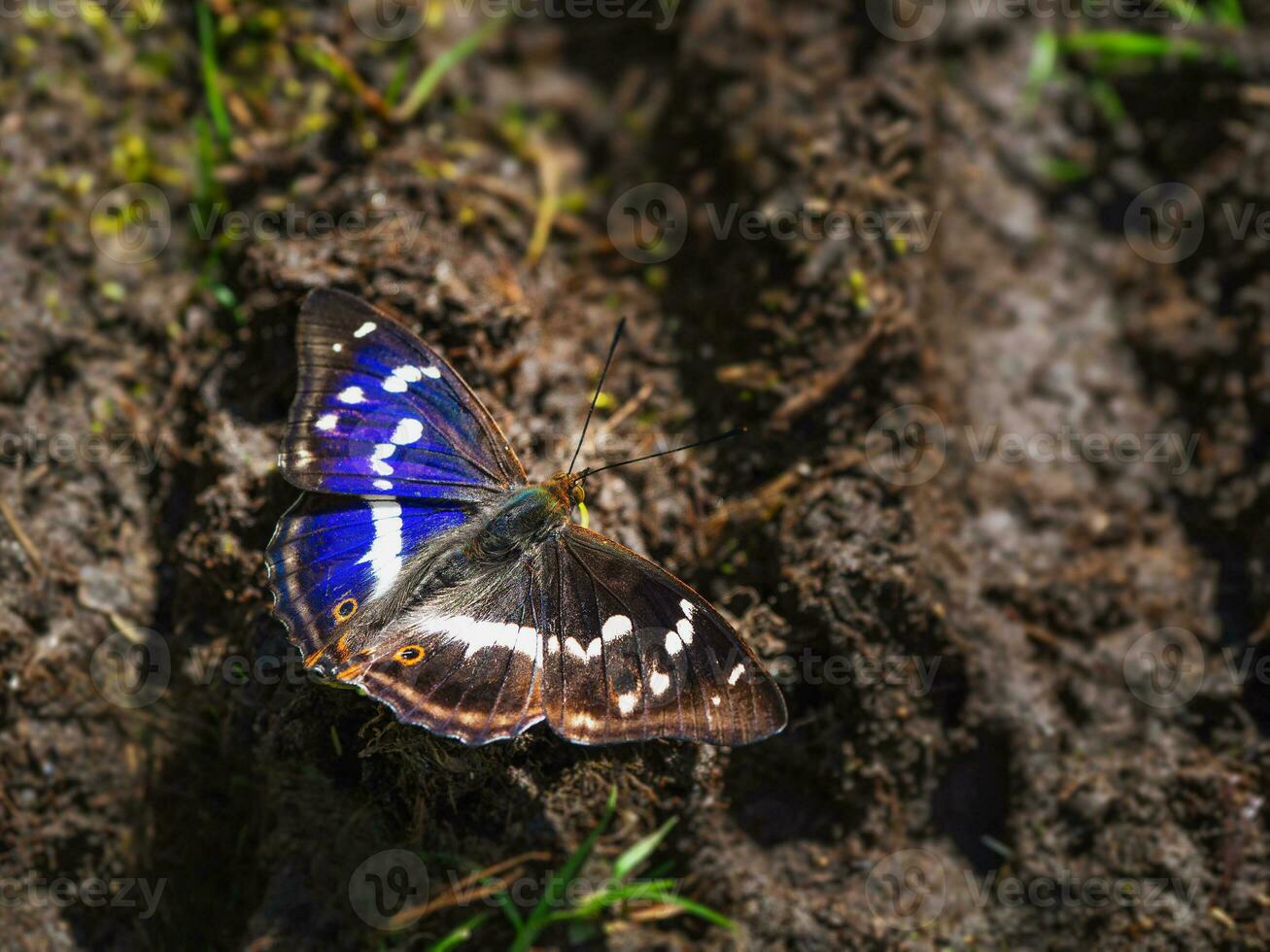 un grande menor púrpura emperador mariposa se sienta en el tierra en un soleado verano día foto