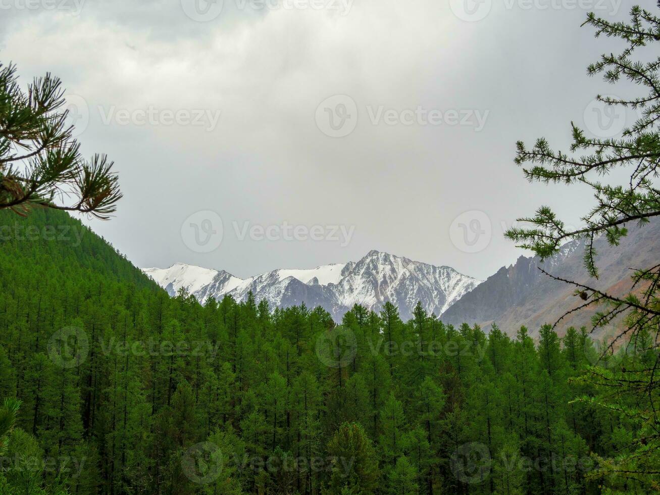 White mountain peaks above the cedar forest through coniferous branches. Awesome minimal scenery with glacier on rocks. photo