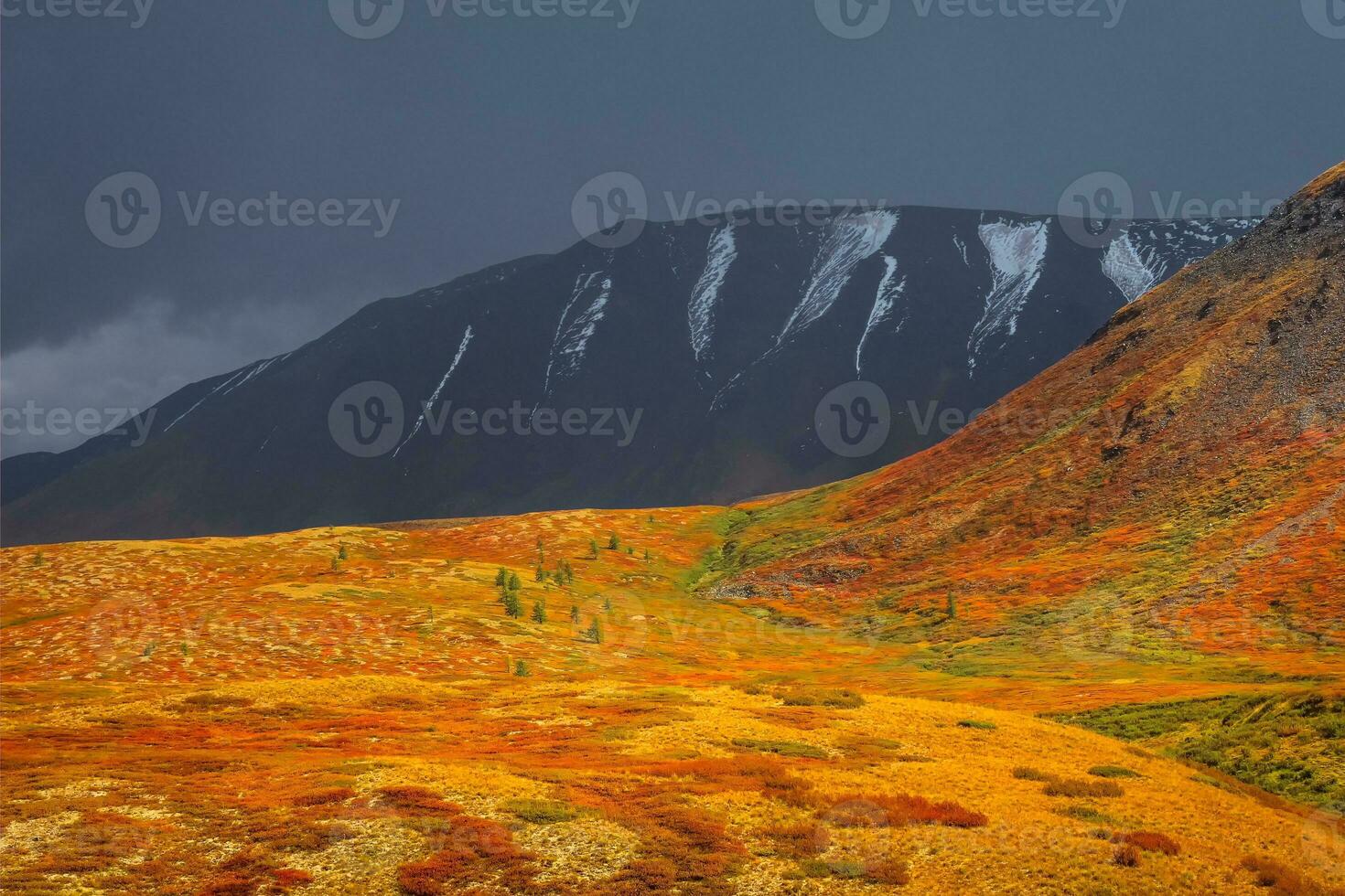 dramático ardiente vistoso montaña paisaje con un ladera en dorado luz de sol en otoño. montaña meseta con un enano abedul y cedro bosque de el iluminado por el sol ladera de la montaña debajo oscuro cielo. foto