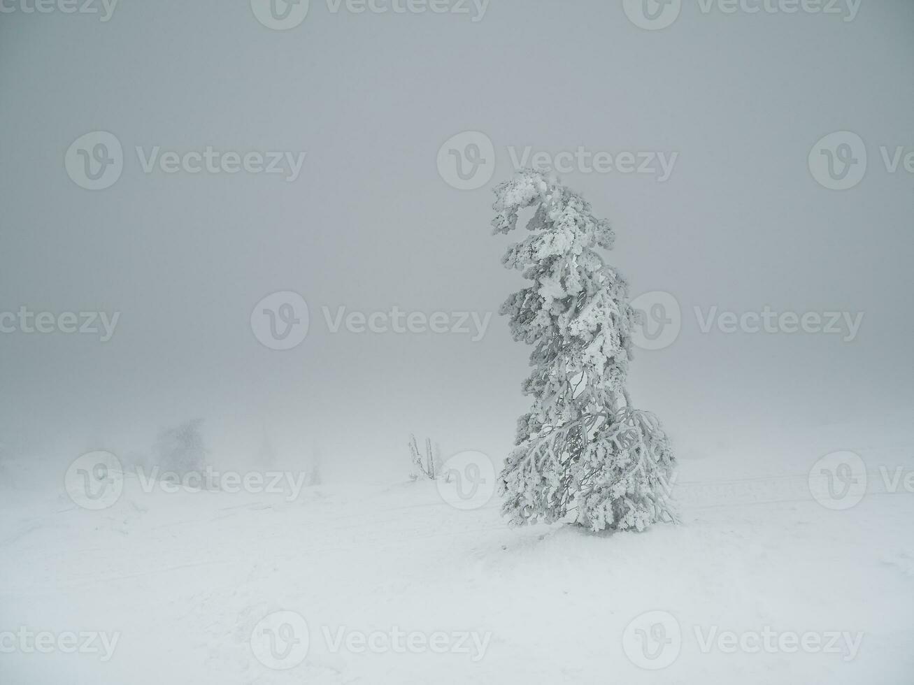 Magical bizarre silhouettes of trees are plastered with snow. Arctic harsh nature. A mystical fairy tale of the winter misty forest. Snow covered Christmas fir trees on mountainside. photo