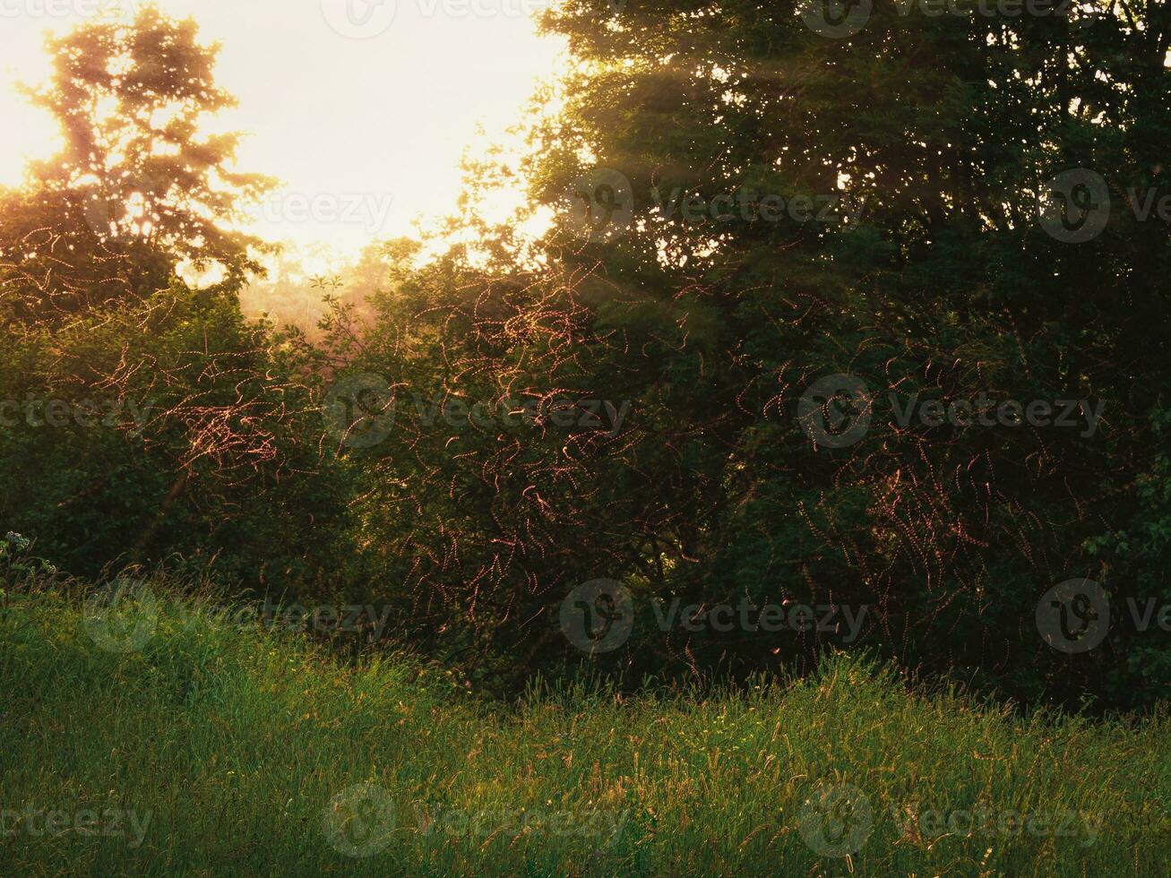 Mosquitos swarm flying in sunset light photo