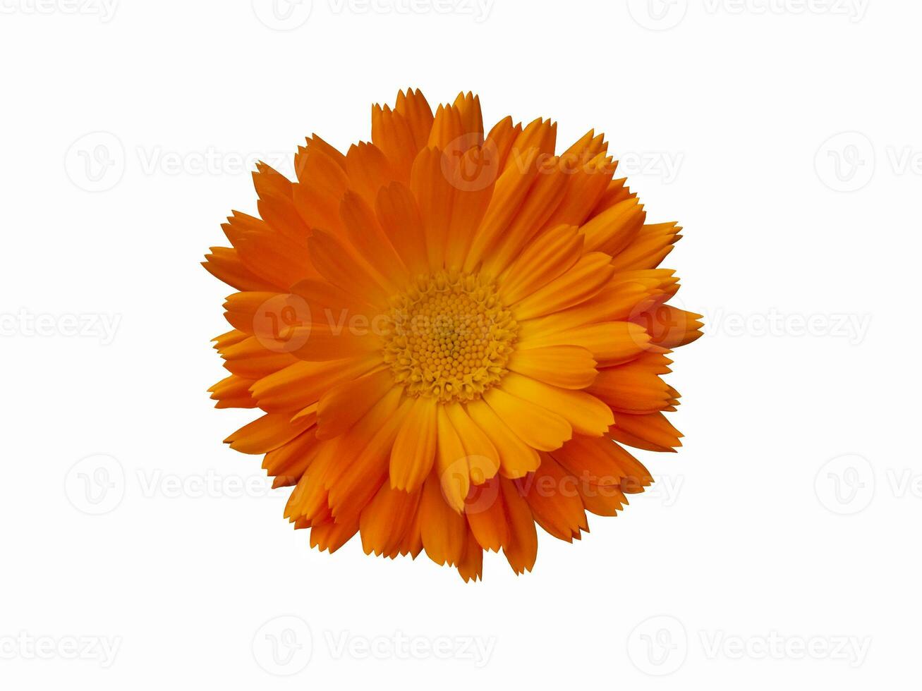 Orange marigold flower is isolated on a white background photo