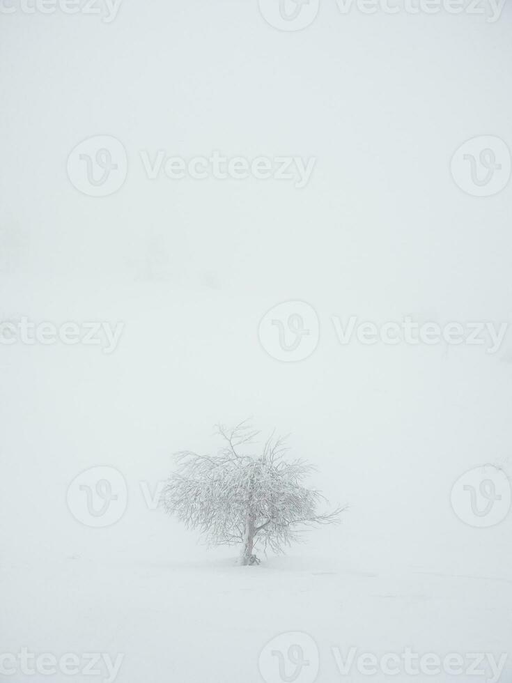 Vertical minimalistic background with a snow-covered lonely tree on a mountain slope. Magical bizarre silhouette of tree are plastered with snow. Arctic harsh nature. Copy space. photo