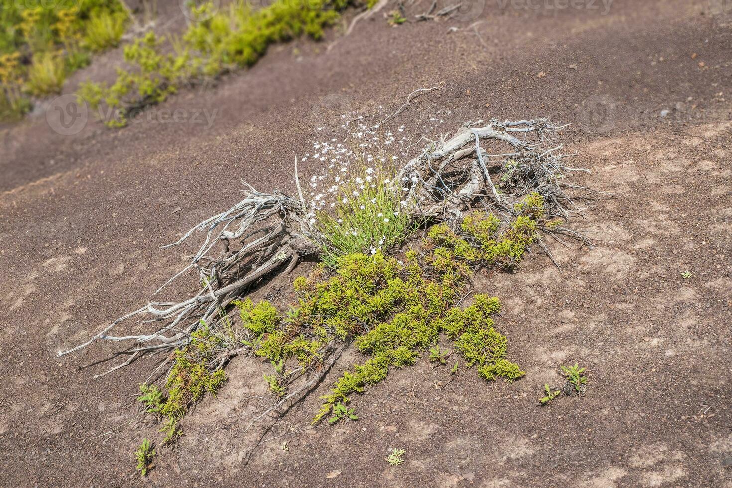 Snag with a bush on the slope of the scorched soil. Drought-resistant vegetation on rocky soil. Dirty grunge texture with white bush flowers background. Bush in the desert. photo