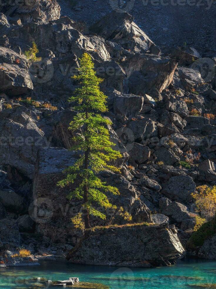 Tree grow on stones near lake against background of mountains at sunset. Fir grows on the rocks in the wonderful evening light. Vertical view. photo