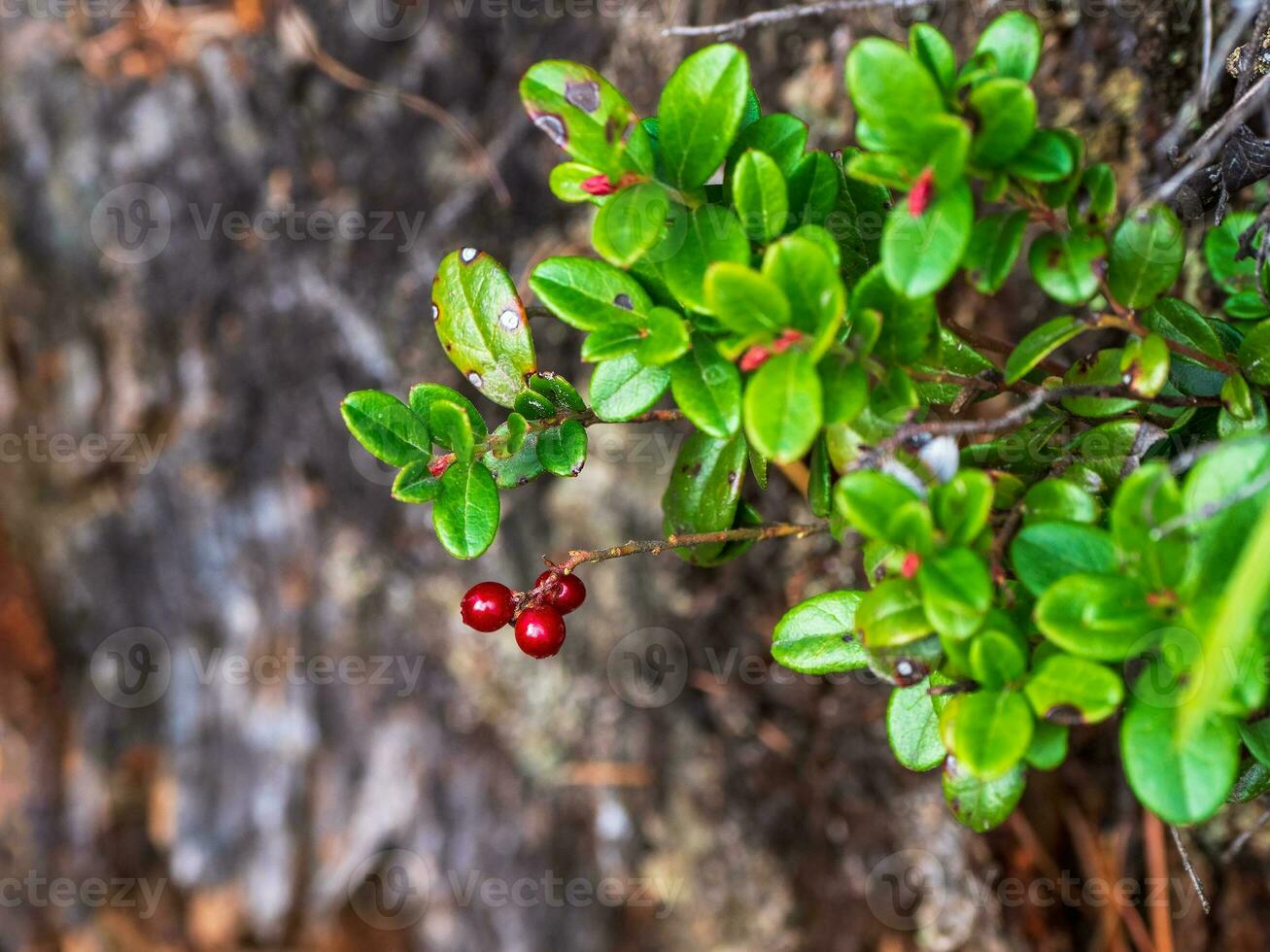 Deep in the forest. Sunny forest with cranberries. Wild berries close-up, copy space. photo