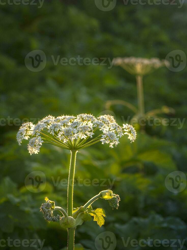 White flowers, soft focus. Hogweed flowers grows in the evening field, close up. photo