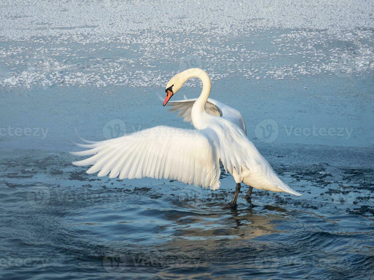 Large white swan actively flaps its wings while standing in the water in spring. photo