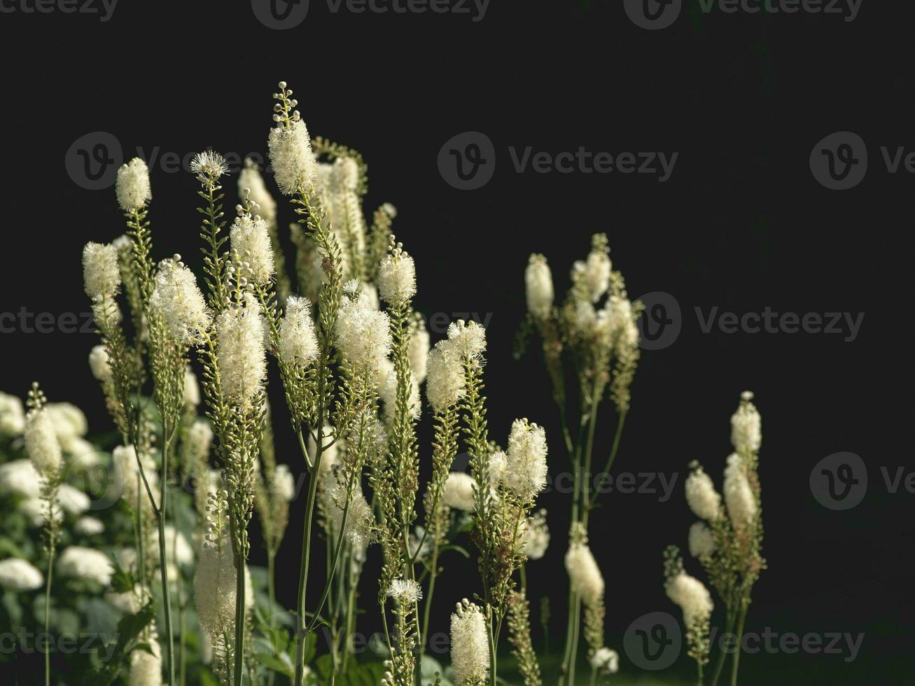 Black cohosh Cimicifuga racemosa in the garden at black background photo