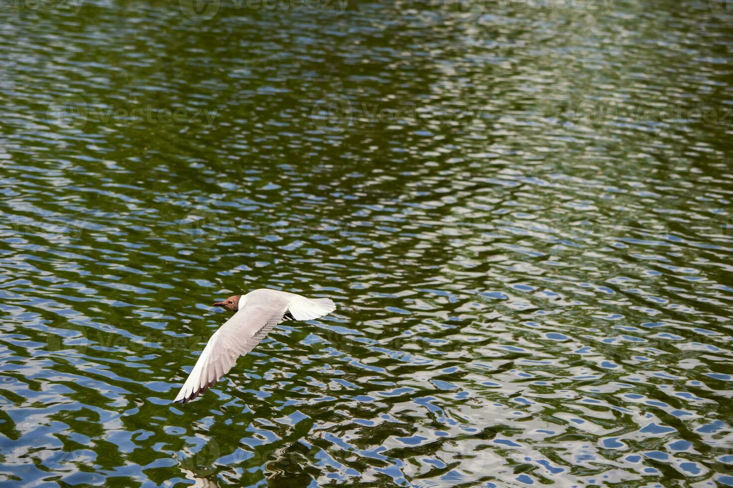 Seagull flying over the water is a minimalistic natural background. photo