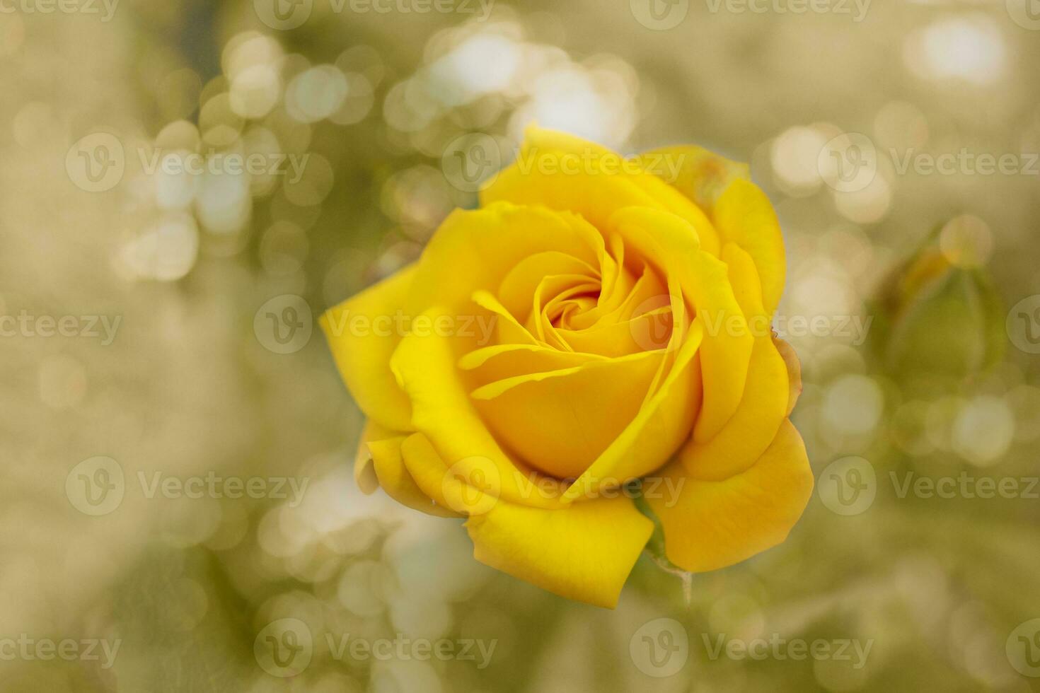 Beautiful blooming yellow rose flower over natural light backdrop ...