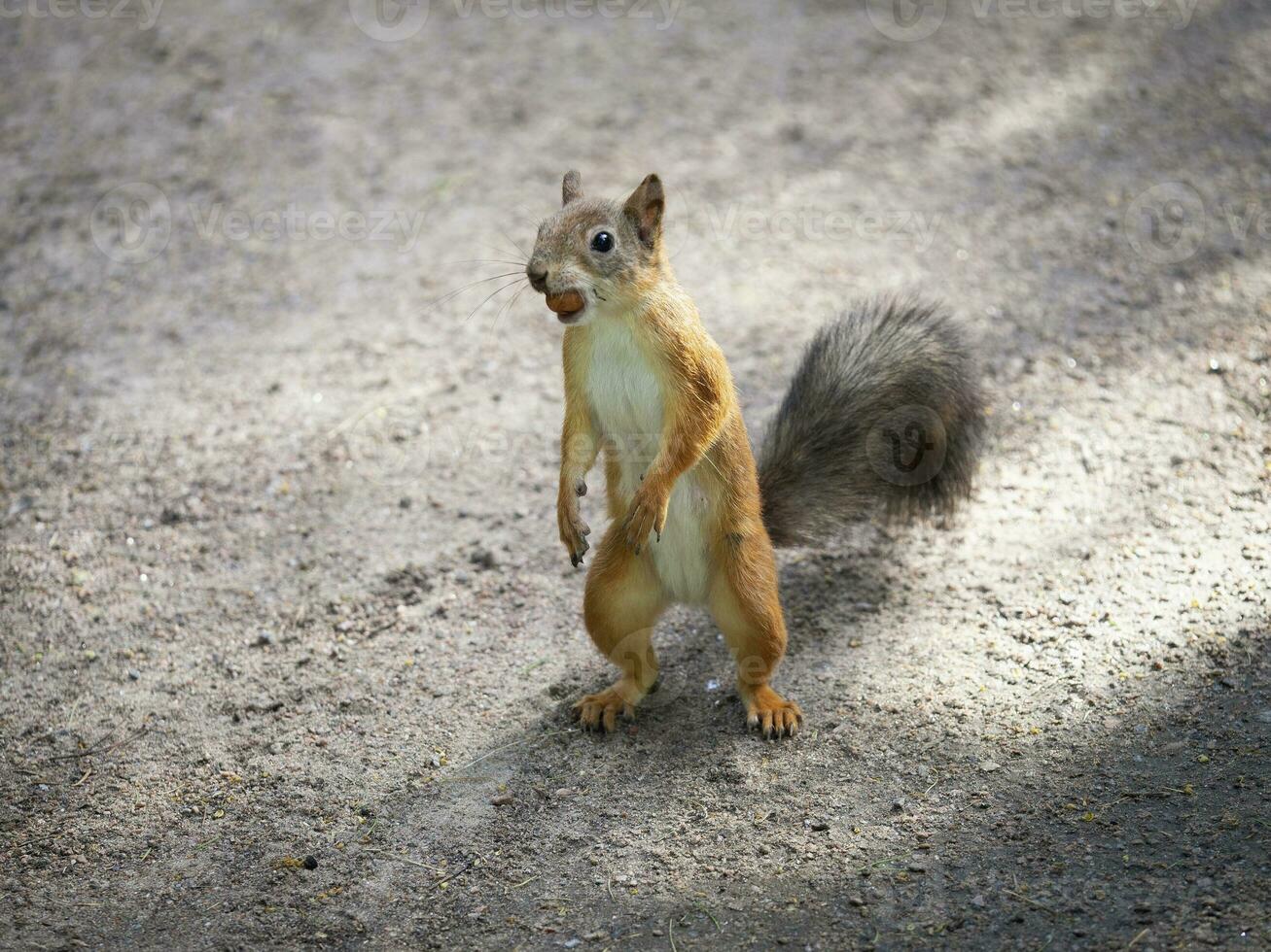 Squirrel feeding close up. Wild animals in the park photo