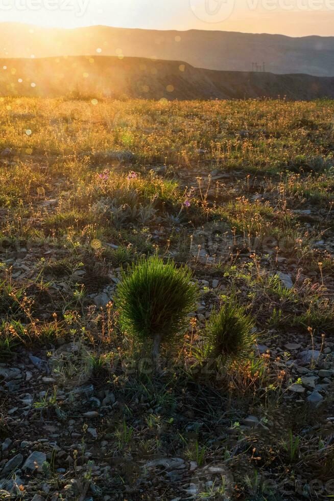 Dawn in the mountains. The rays of dawn fall on the young fir trees. Vertical view photo