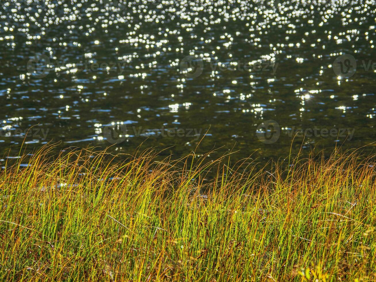 Lake, autumn reeds and daylight sun with bokeh. Beautiful natural background with fall leaves of reeds against the dark of the water. photo