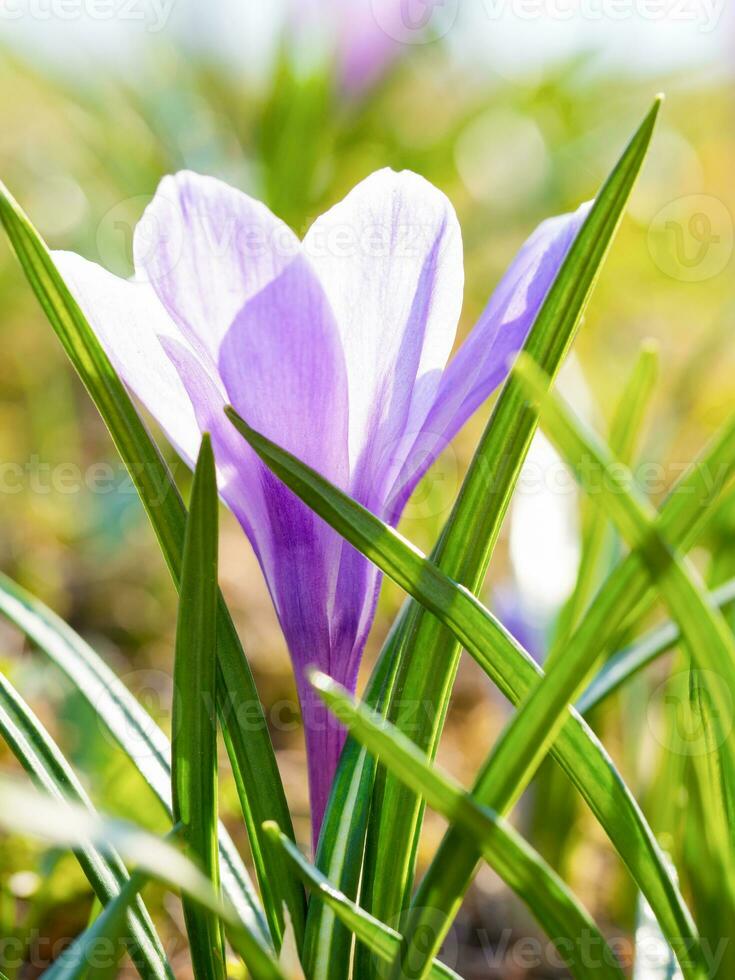 Crocuses in a Sunny meadow. Bright spring background. photo