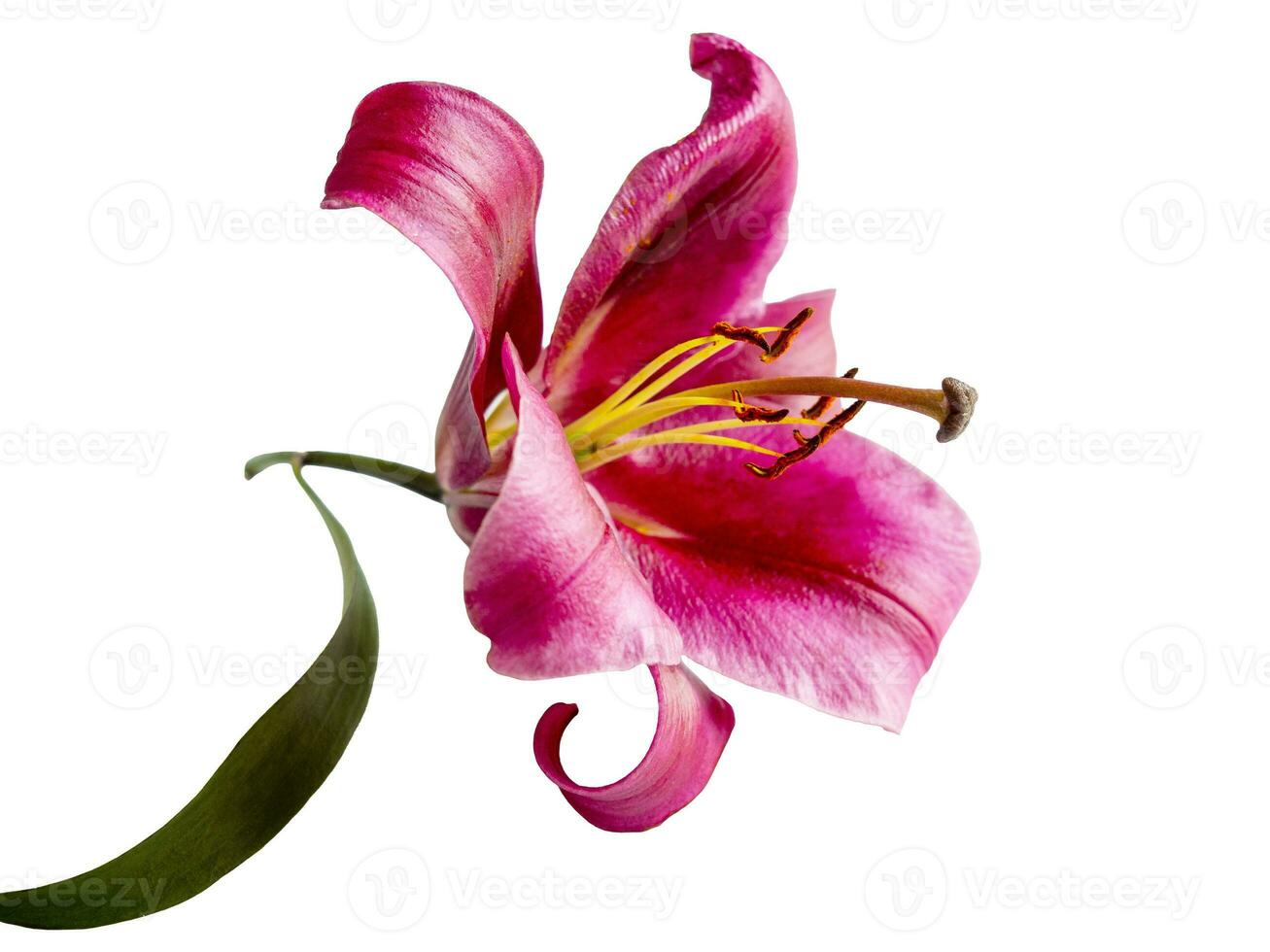 Red Lily flower isolated on white background photo