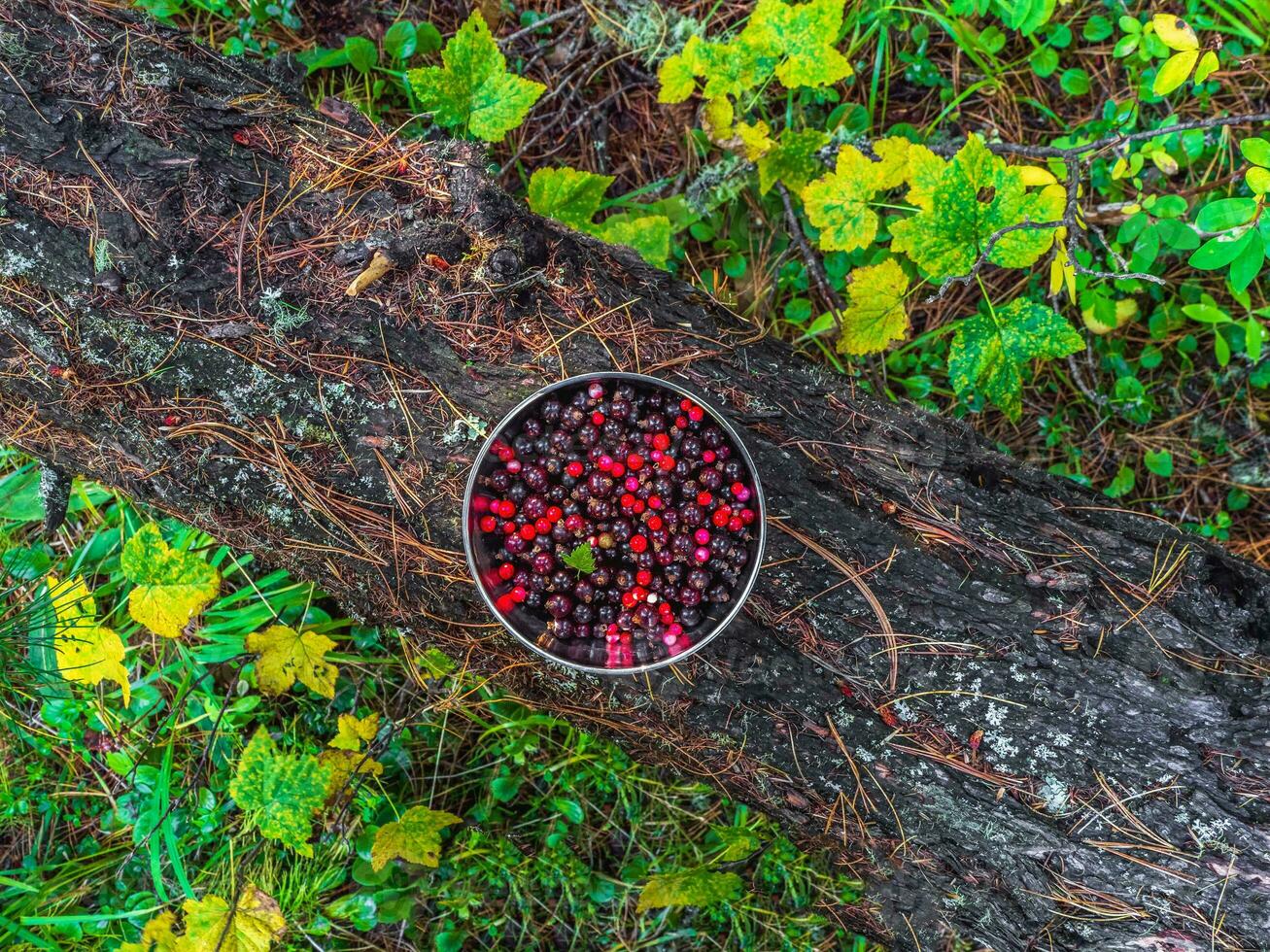 Bowl with collected wild berries stands on a stump in the forest. Gfts of nature, cranberries and black currants in a silver bowl. photo