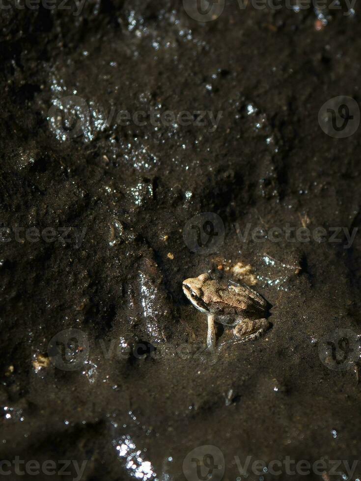 un pequeño rana en el barro a noche foto