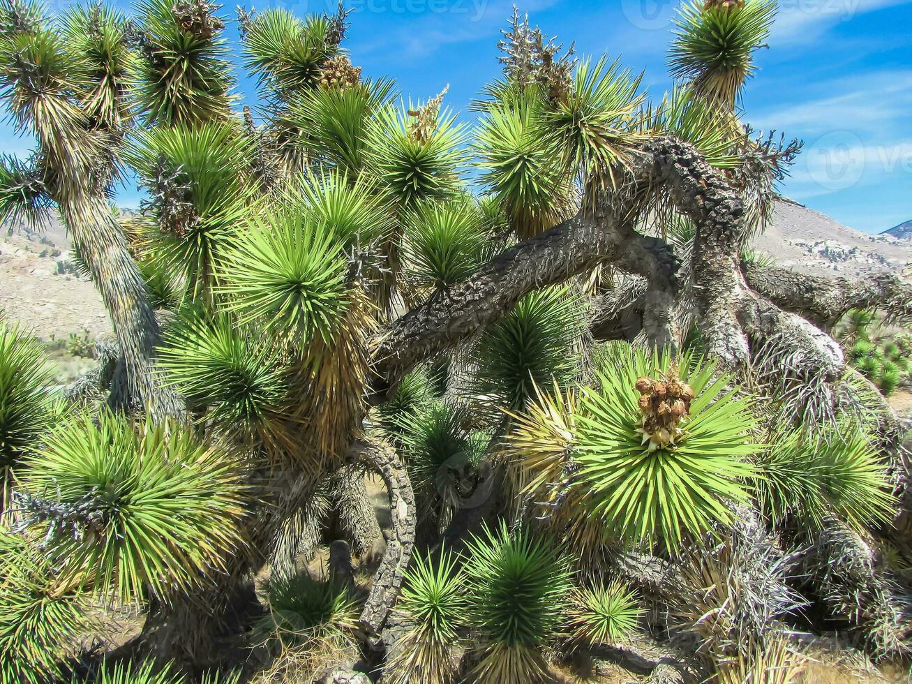 Desert landscape of Oregon photo