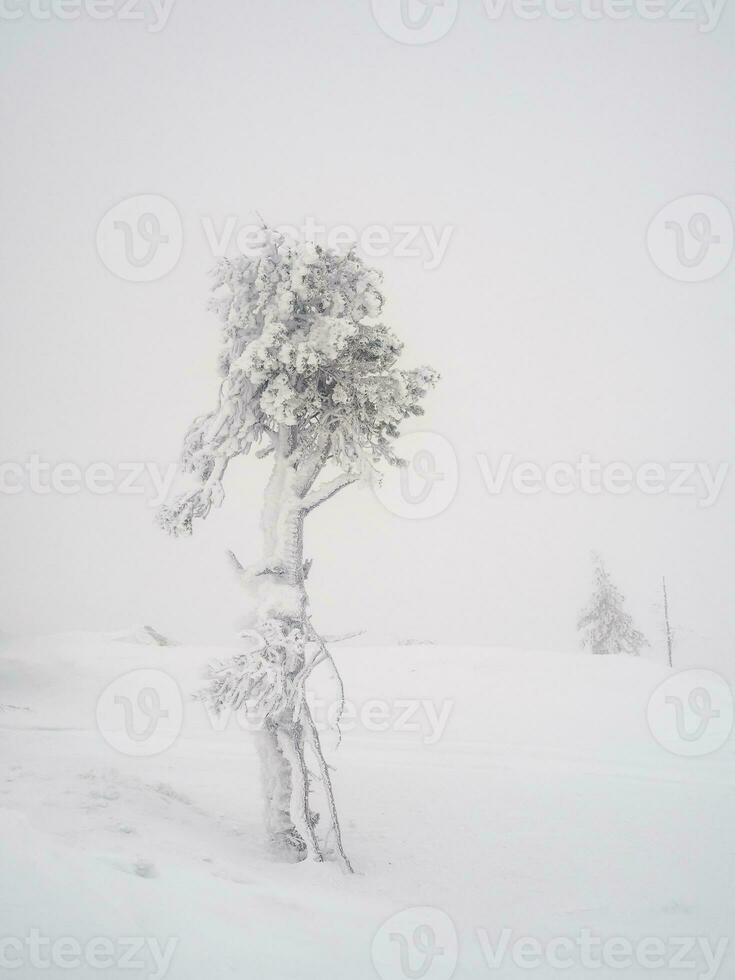 Soft focus. Magical bizarre silhouette of tree are plastered with snow. Arctic harsh nature. Mystical fairy tale of the winter misty forest. Snow covered lonely tree on mountainside. photo