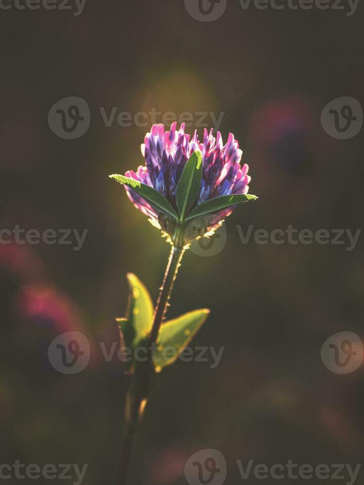 Abstract summer natural background with a clover flower. Soft focus photo