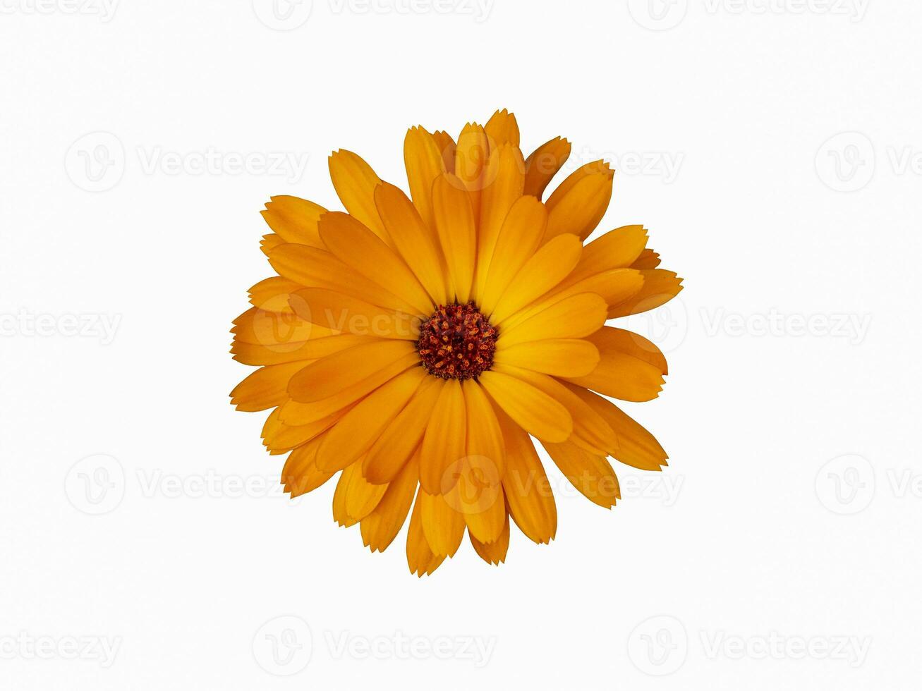 Orange marigold flower is isolated on a white background photo