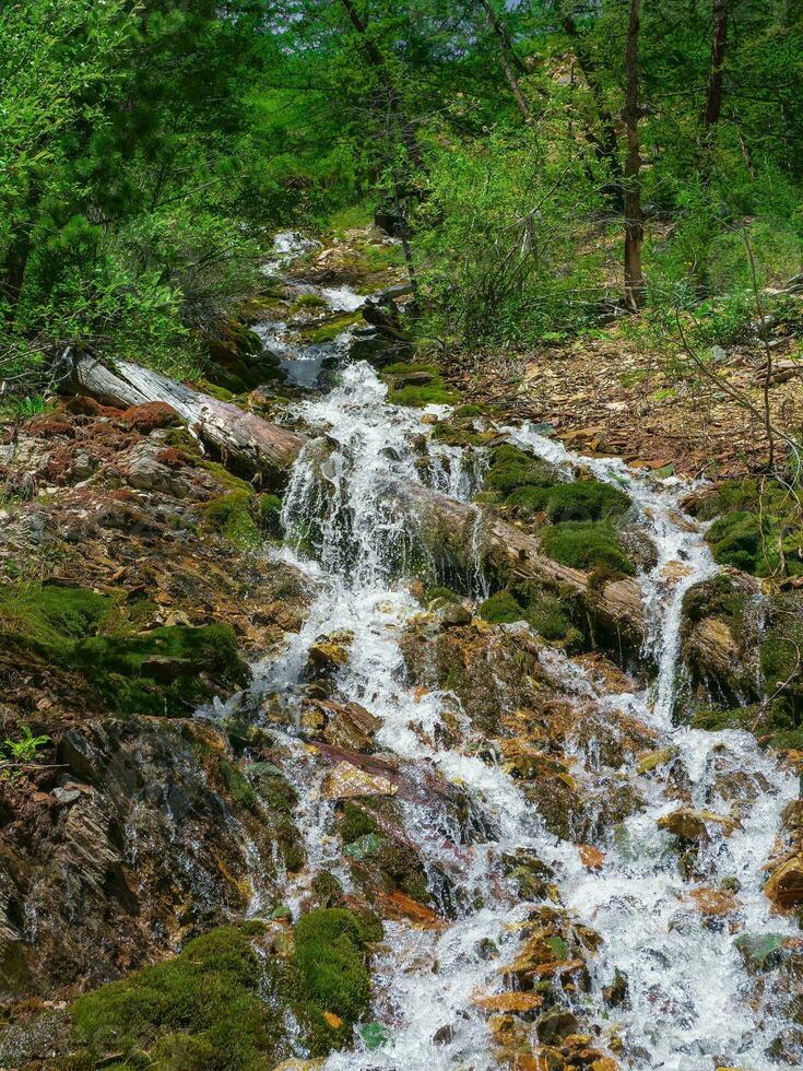 Vertical landscape with beautiful  waterfall and stream in forest among rich vegetation. Atmospheric woody scenery with fallen tree trunk in mountain creek. Spring water among wild plants and mosses. photo