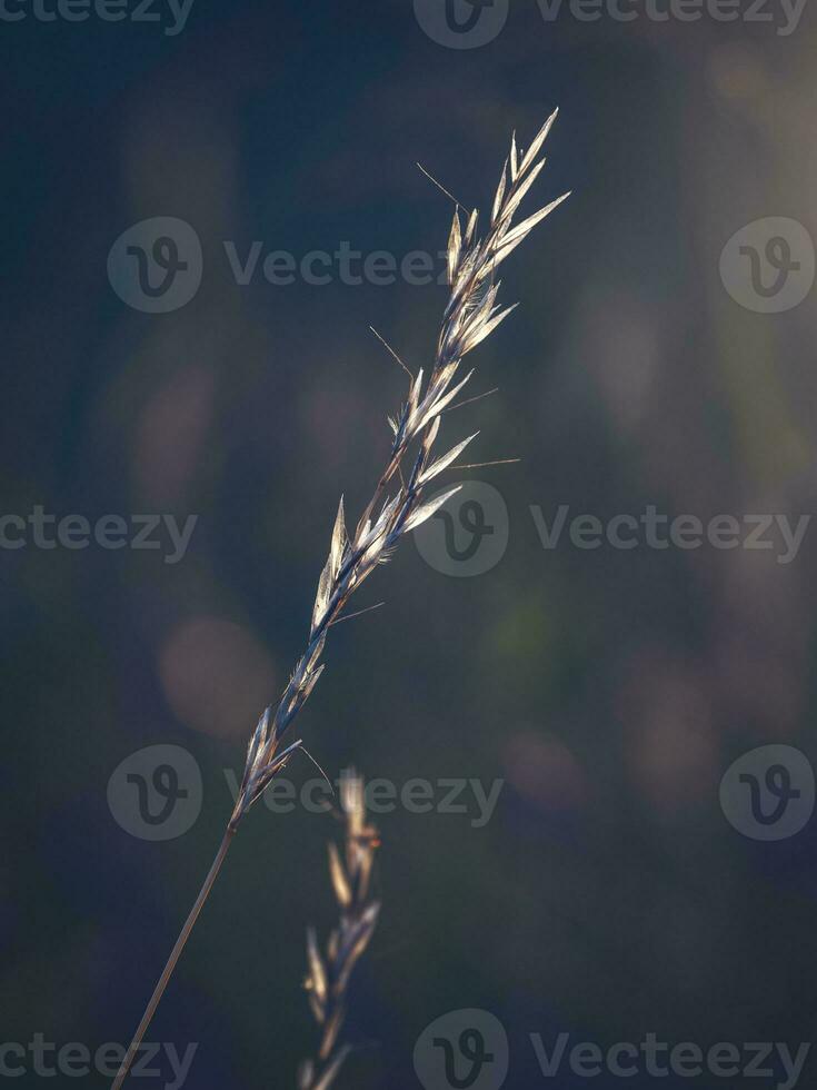 Beautiful abstract minimalistic natural background with a dry blade of grass at sunset. Soft focus photo