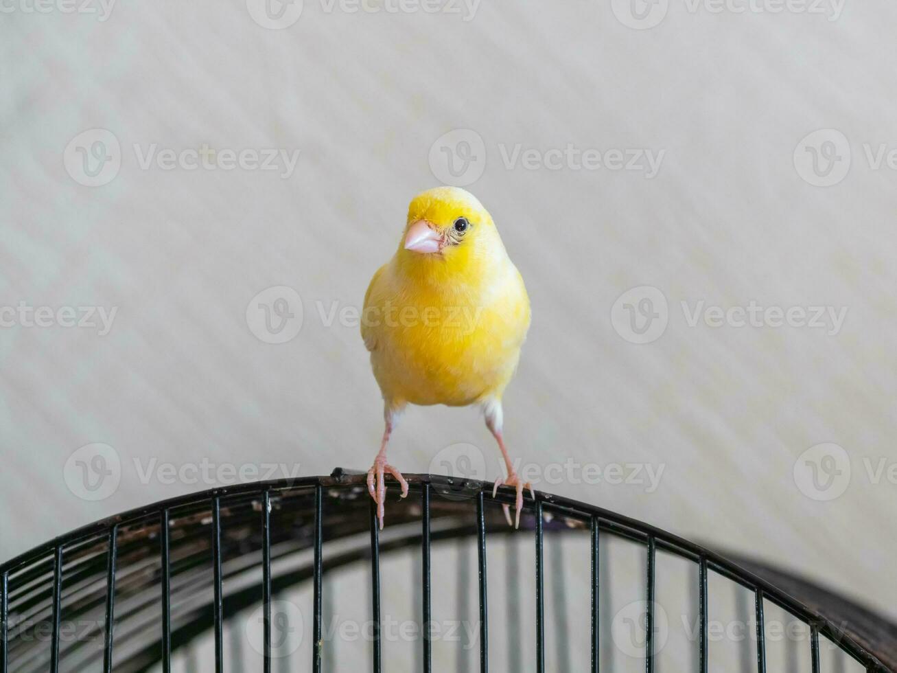 Curious yellow canary looks straight sitting on a cage on a light background. photo