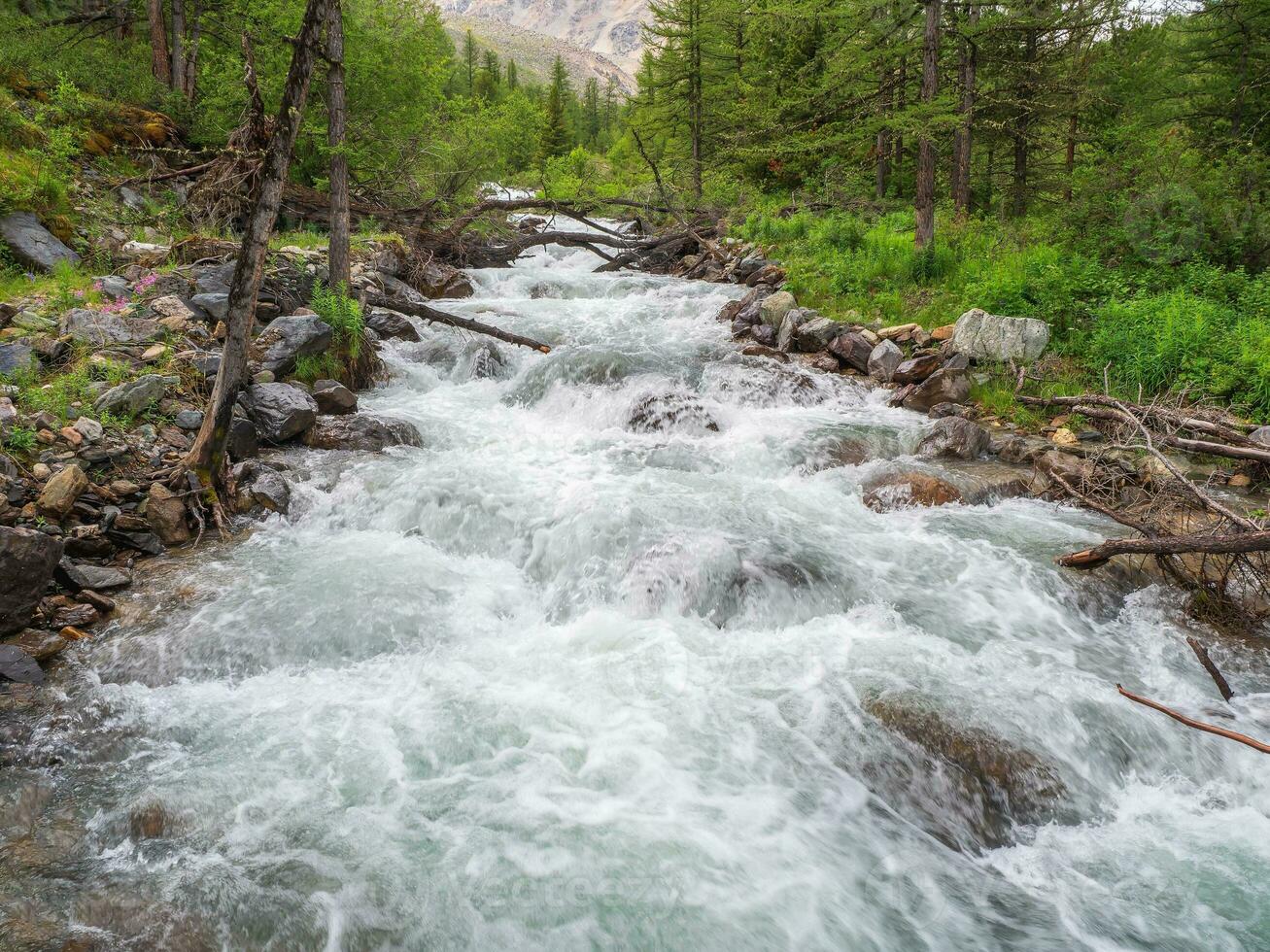 Mountain river flow through forest. Beautiful alpine landscape with azure water in fast river. Power majestic nature of highlands. photo