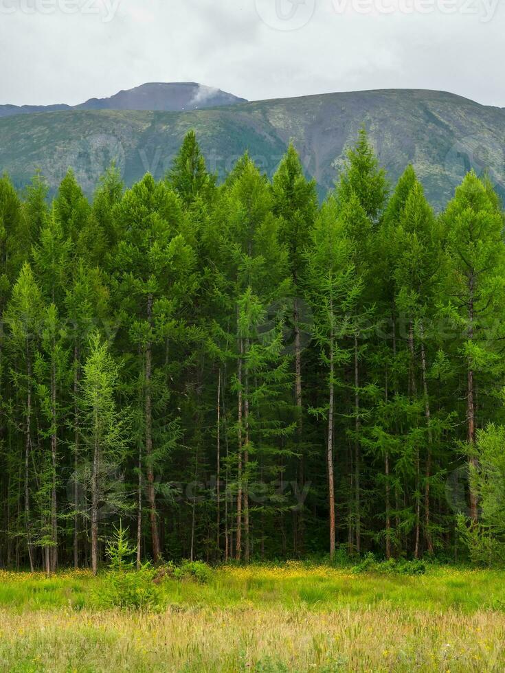 Deep mountain firs forest. Atmospheric woodland. Siberian taiga green natural background. Nature reserve, green planet concept. Vertical view. photo