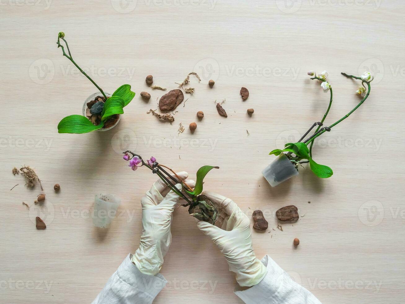 Transplanting damaged mini orchids. Home gardening, breeding of orchids. Diseases of orchids, taking care of healthy roots. Flat lay, top view. photo