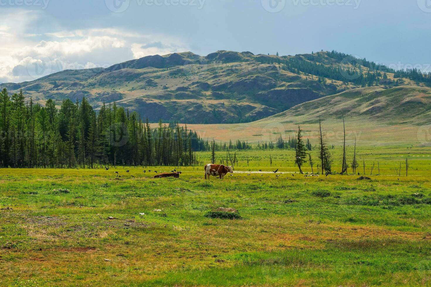 Thoroughbred herd of cows resting in the distance. Alpine cows grazing, green wet slope of highlands. Group of cows in the distance on a summer pasture against the background of mountains. photo