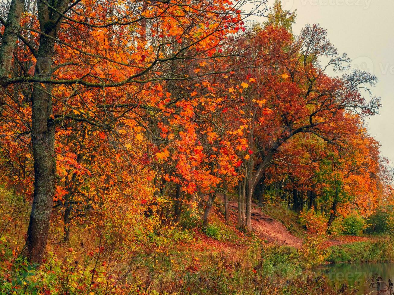 Autumn tree on the bank of the pond. Morning autumn landscape with red trees photo