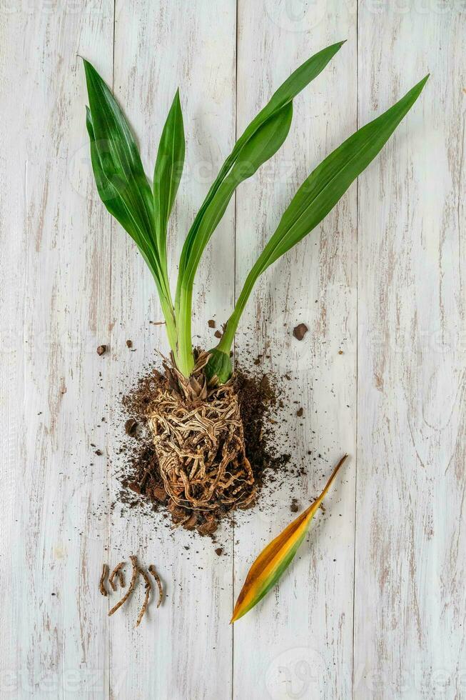 Diseases of orchid roots, breeding Cambria orchids. Care of roots of houseplant. Cutting roots. Home floriculture, plant care concept. Vertical view. photo