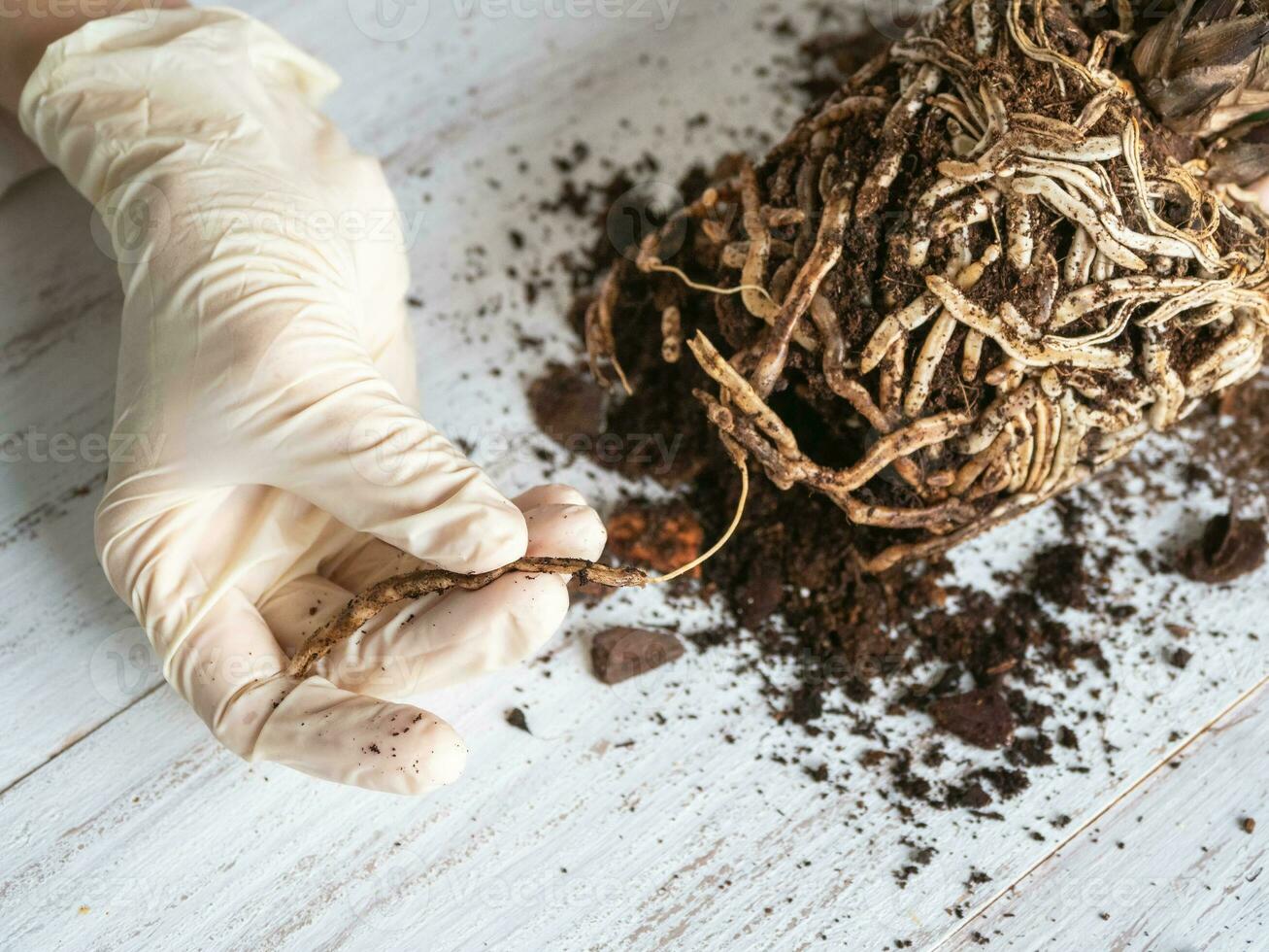 Hands separates damaged diseased orchid roots on a table, close-up. Close up of diseased roots of Orchid. Plant needs a transplant. photo