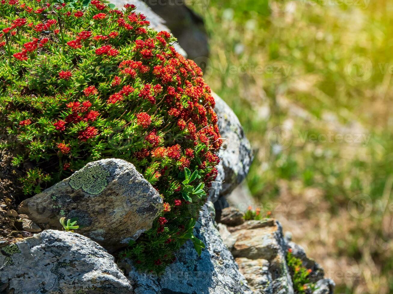 Beautiful floral natural background with red flowers Rhodiola rosea snowdon rose close up on a background of rocks in the mountains. photo