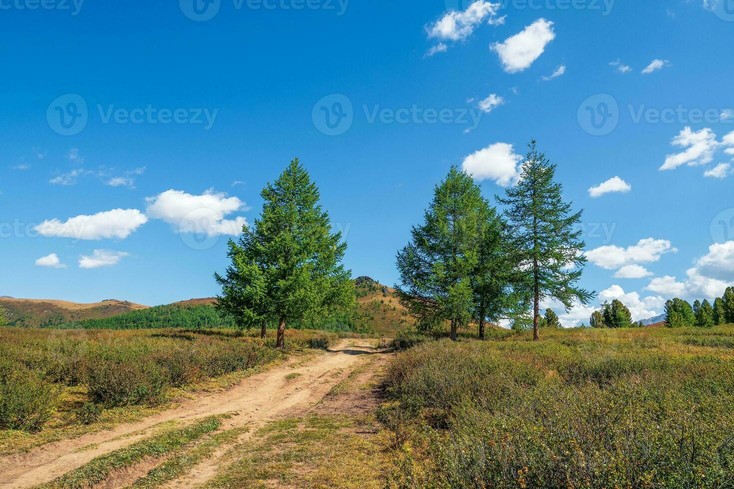Way to the distance, way over the hill to the sky. Dirt road through the field. Atmospheric mountain scenery with length road among hills. Blue sky with autumn mountain and foot path through fir trees photo