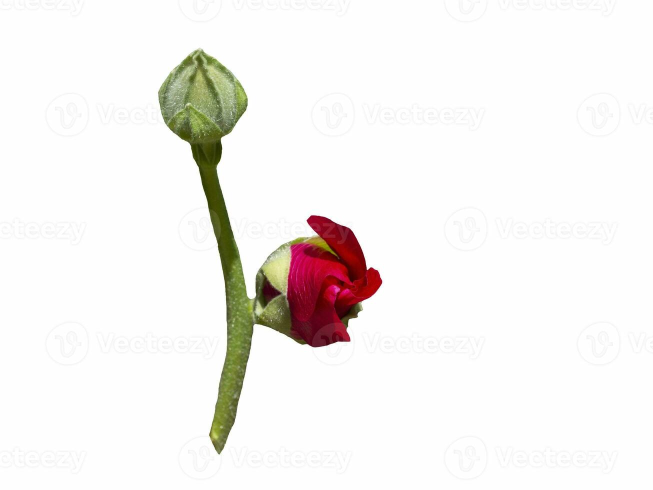 Mallow red flower bud isolate on a white background photo