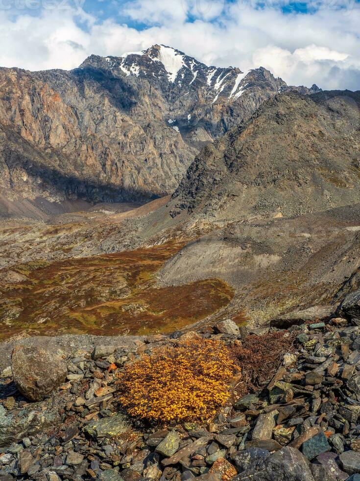 Yellow dwarf birch bush grows on the stones in autumn mountains. Autumn mountain plateau overlooking the glacier. Vertical view. photo